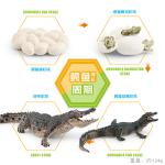 Crocodile Alligator Life Cycle Figure Model Toy For Boys Girls Kids