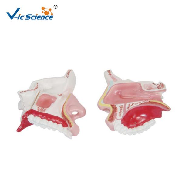 Buy cheap Vic Science Nasal Cavity Model , Human Nose Model For School Bilological Class from wholesalers