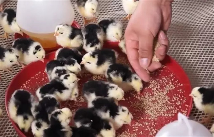Plastic Baby Chicken Feeder Tray Poultry Chicken Feeding Tray , chick feeder Tray round poultry feeding