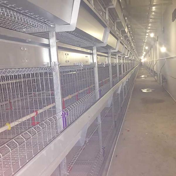 Buy cheap Front Door A Type Layer Cages , 2.3mm - 4.2mm Wire Dia Automatic Chicken Cage from wholesalers