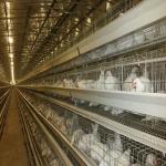 6 Tiers Q235 Battery Layer Hens Cage Chicken Breeding Cage
