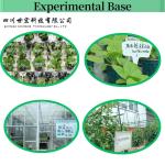 Soya Enzymatic Hydrolysis Amino Acid Powder 16-0-0 For Organic Agriculture