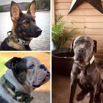 Rope Large Dog Collar Leash Set Personalized Tactical Leash And Collar