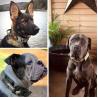 Buy cheap Black Sustainable Nylon Leashes OEM ODM Training Leashes For Puppies from wholesalers