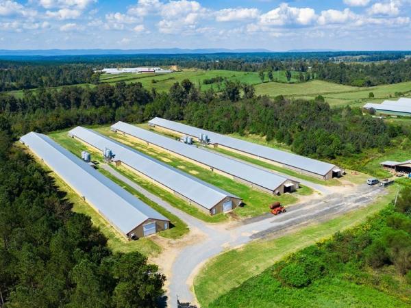 Prefab Steel Structure Chicken House Fireproof Farm Steel Frame Building
