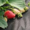 Buy cheap 3% UV Black Spunbond Non Woven Landscape Weed Control Fabric For Garden from wholesalers