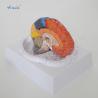 Buy cheap Medical Science Human Brain Anatomy Model 3D Human Anatomical Teaching Model from wholesalers