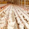 Buy cheap Multi Colored Prefab Steel Structure Poultry Shed Large Span Environmental Friendly from wholesalers