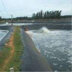 Geomembrane for Aquascape and Swimming Pool Thickness 0.2mm-3mm Length 50m-200m