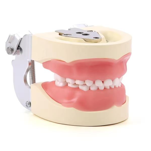 Buy cheap Detachable 24pcs Children Dental Teeth Model Resin Made Training Kids Teeth Practise Model from wholesalers