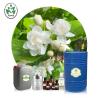 Buy cheap Curative Effect Spiritual Healing Pure Organic Essential Oils Organic Jasmine Essential Oil from wholesalers