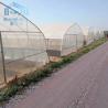 Buy cheap Tunnel Single Span Greenhouse For Vegetables Growing Agricultural Farming from wholesalers