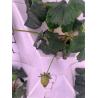 Buy cheap 65L 12 Layer 96 Holes Indoor Movable Vertical Farming Growing Systems Hydroponic Grow Towers With Wheel from wholesalers
