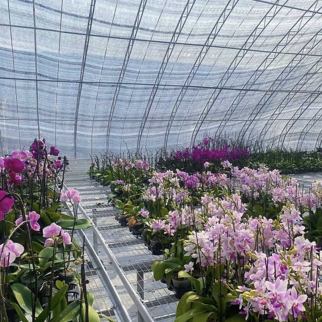 Sunlight Greenhouse Hydroponic Vegetable Production