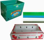 2400x1200 2440x1220 Fruit Vegetable Box Plastic Corrugated