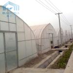 Tropical Plastic Film Cross Top Sawtooth Greenhouse Single Span Tunnel Plastic