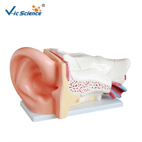 Buy cheap High Performance Human Torso Anatomy Anatomical Ear Model 42x24x16 Cm from wholesalers