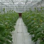 Multi-Span 4 Sunroom Tempered Venlo Glass Greenhouse Fully Automated Ventilation