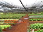 30 mesh anti insect farm nets for greenhouse,100% pe transparent color
