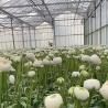 Buy cheap Chinese Origin Glass Greenhouse Canopy for Flowers 30-Day Return 100.000kg Gross Weight from wholesalers