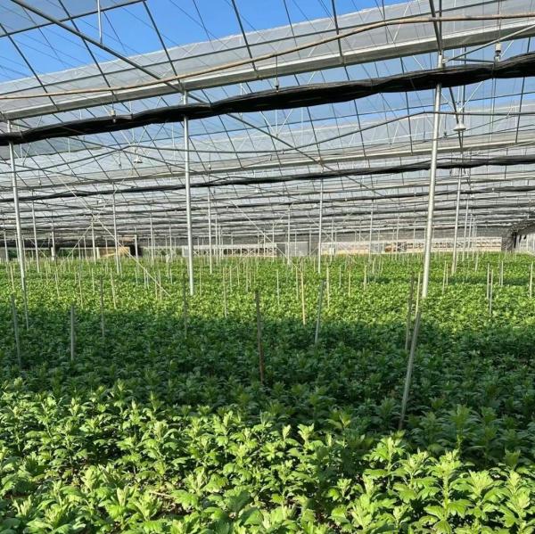 Buy cheap Multi-Span Film Greenhouse for Vertical Farming Package Size 50.00cm * 60.00cm * 50.00cm from wholesalers