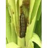 Buy cheap Active Ingredient Pest Virus And Bt Maize Crop Pesticides for Long Shelf Life Pest Management from wholesalers