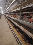 Poultry Farm House Layer Battery Cage For 90 Chickens, Optimized For Laying Hens