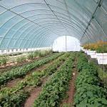 Single Span Plastic PE Film Agricultural Tunnel Greenhouse With Drip Irrigation