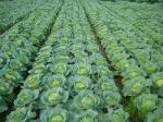 Organic Farm Insecticide bio pesticide manufacturers for Sustainable and Natural