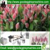 Buy cheap Plastic Net extruder(FC-70) from wholesalers