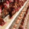 Buy cheap 380V 3 Phase A Type Layer Cages , U Shape Steel Chicken Feeding Equipment from wholesalers