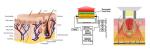 AFT SHR Hair Removal Machine / 650-950nm(HR) IPL Beauty Machine