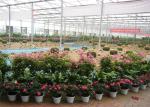 Silver Color Garden Glass Greenhouse With Enhanced Insulation Performance
