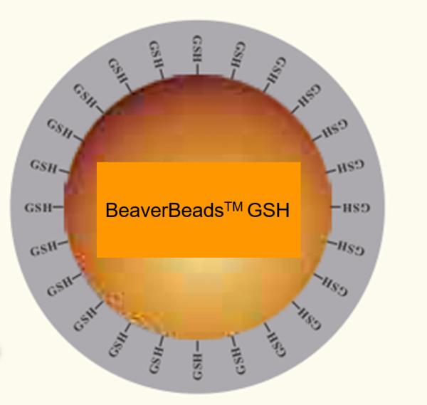 Buy cheap 150 μm GSH Protein Purification Magnetic Beads 10% Volume Ratio 1000 mL from wholesalers