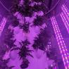 Buy cheap RedFarm Dual Side 240W 8ft Supplemental LED Lighting Vertical Tower from wholesalers