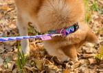 Adjustable Dog Walking Collars And Leashes Rainbow Girl Newborn Puppy Collar