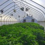 Film Galvanized Sheet Light Deprivation Greenhouse Kits Length 30-60m