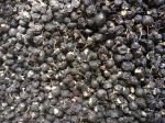 Buy cheap Amorberry PREMIUM Wild Black Goji Berry /Black Wolfberry, Qinghai AAAAA Top from wholesalers