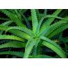 Buy cheap natural anti-bacteria gel anti acne anti eczema herbal gel from wholesalers