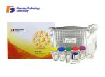 Buy cheap Good Specificity Rat Insulin Elisa Kit Standard Curve Range 0.5ng / Ml - 200 Ng / Ml from wholesalers