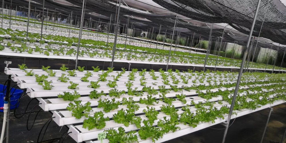 White PVC Hydroponic NFT System for Mass Production Square Tube or 100*50mm Round Pipe