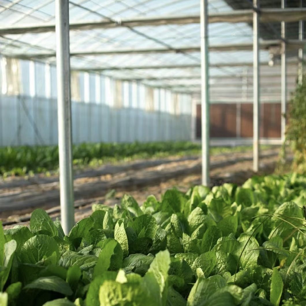 Float Glass Greenhouse with Hydroponic Flower System