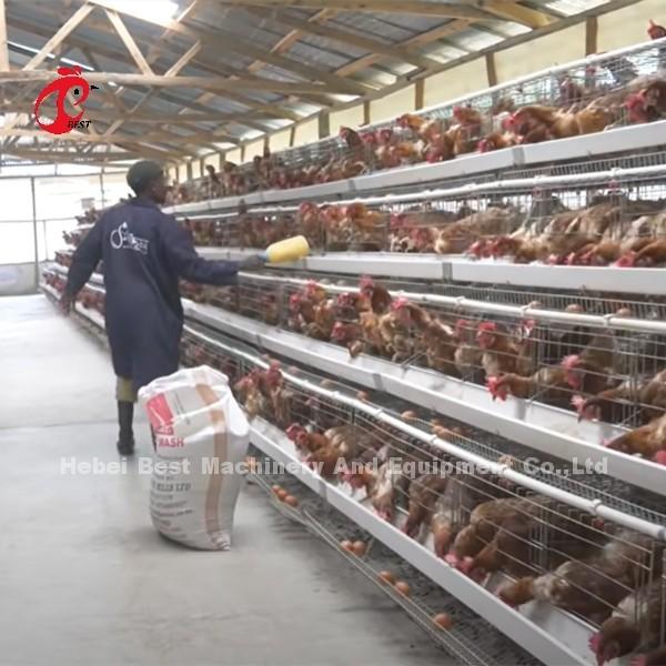 Buy cheap China Imported Coated Chicken Battery Cage ISO9001 , Layer Chicken Cage System 4 Door Sandy from wholesalers