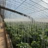 Buy cheap Full Payment Single Layer Hydroponics Flower Sunlight Greenhouse for Your Initial Payment from wholesalers