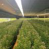 Buy cheap Vegetable Cultivation Greenhouse with Snow Vibrator Return refunds within 30 Days from wholesalers