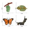 Buy cheap Realistic 4 PCS Butterfly Animal Life Cycle Insect Growth Model Toys Party Favors Toy for Boys Girls Kids from wholesalers