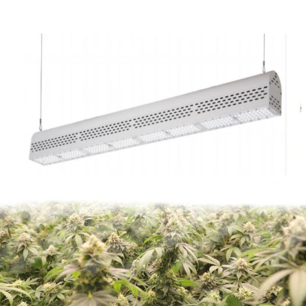 Buy cheap Anti Heavy Moisture Waterproof LED Grow Lights 150 MA 50/60Hz Lightweight from wholesalers