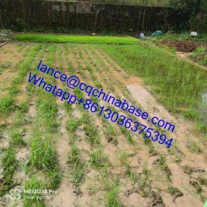 Buy cheap 2HP 52cc Low Displacement Multifunction Power Weeder Easy Opperate from wholesalers