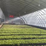 Vegetable Film Flower Planting Greenhouse with Drip Irrigation and Plastic Sheet