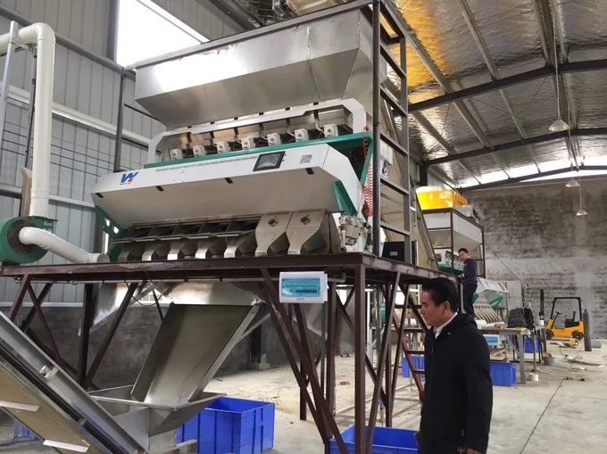 Buckwheat / Barley CCD System Color Sorter Garlic Cloves Color Sorting Machine
